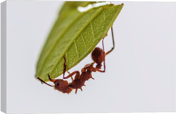 Leafcutter ant Canvas Print by Craig Lapsley