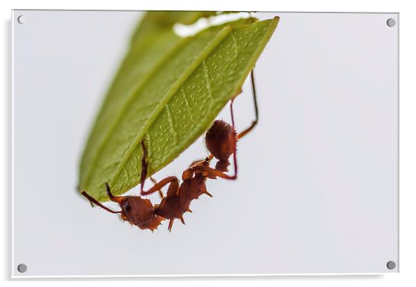 Leafcutter ant Acrylic by Craig Lapsley