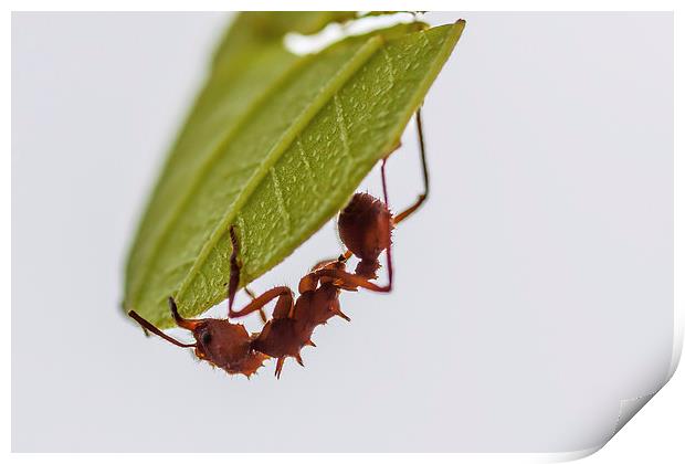 Leafcutter ant Print by Craig Lapsley