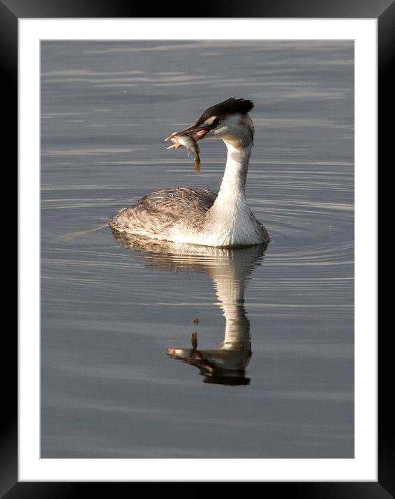 Great Crested Grebe with Perch Framed Mounted Print by Simon West