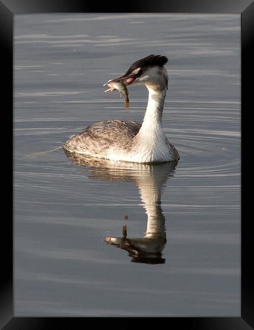 Great Crested Grebe with Perch Framed Print by Simon West