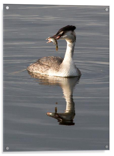 Great Crested Grebe with Perch Acrylic by Simon West