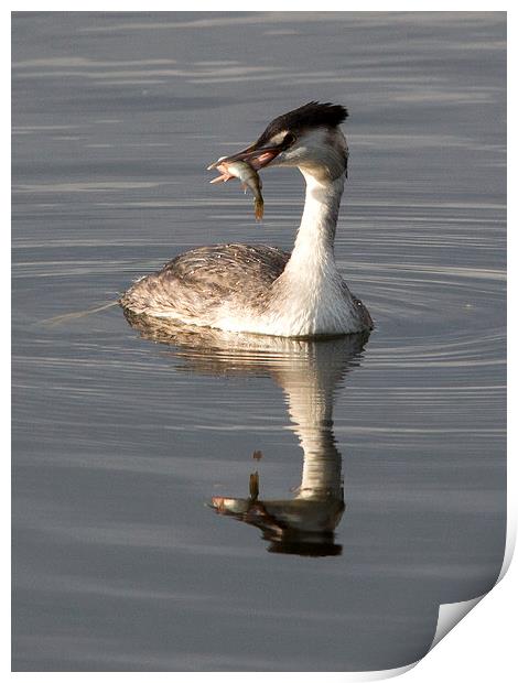 Great Crested Grebe with Perch Print by Simon West