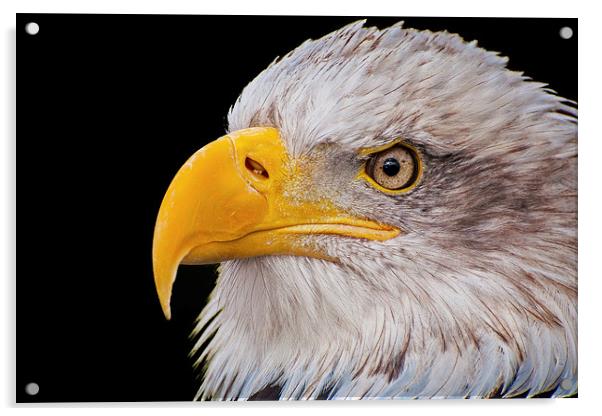 American Bald Eagle (Haliaeetus leucocephalus) Acrylic by Pete Lawless