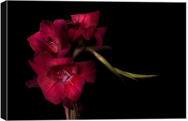 Red Gladiolus on Black 4 Canvas Print by Ann Garrett