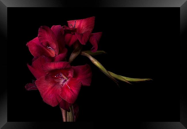 Red Gladiolus on Black 4 Framed Print by Ann Garrett