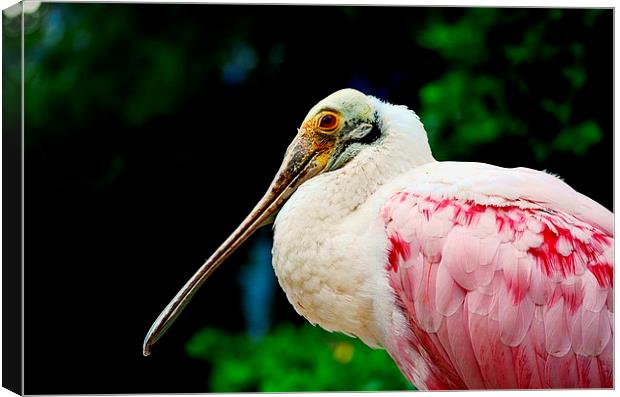 Roseate Spoonbill Canvas Print by Bristol Canvas by Matt Sibtho