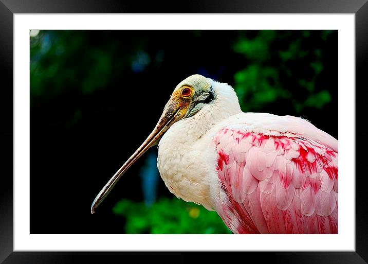 Roseate Spoonbill Framed Mounted Print by Bristol Canvas by Matt Sibtho