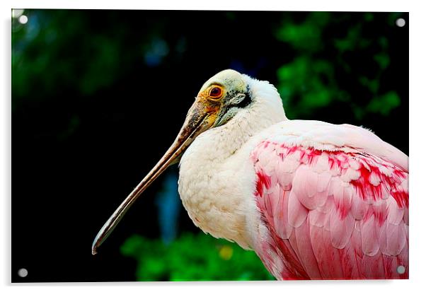 Roseate Spoonbill Acrylic by Bristol Canvas by Matt Sibtho