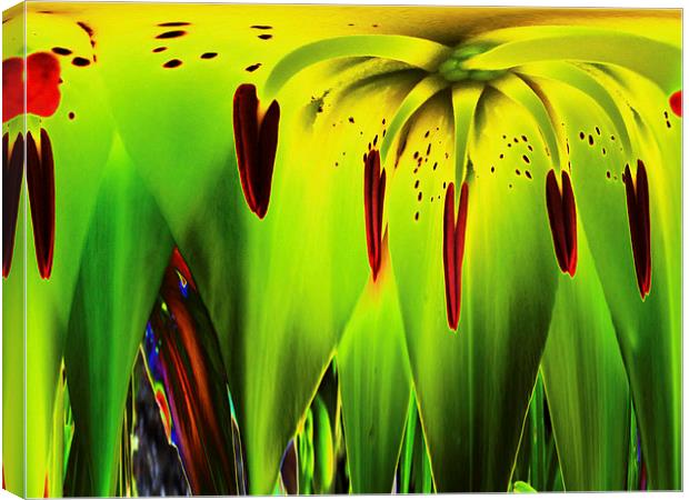 Melting Tigerlily Canvas Print by Pete Moyes