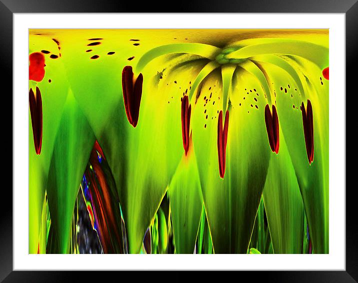 Melting Tigerlily Framed Mounted Print by Pete Moyes