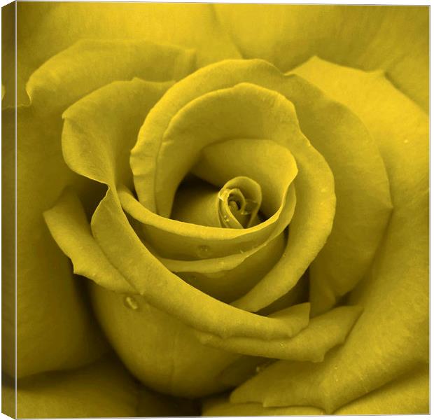 solitary yellow rose Canvas Print by Heather Newton