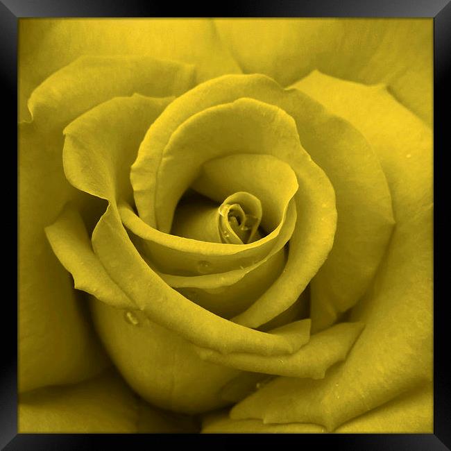 solitary yellow rose Framed Print by Heather Newton