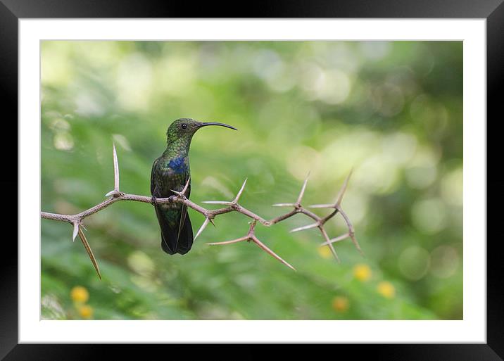 Hummingbird Framed Mounted Print by Dave Wragg