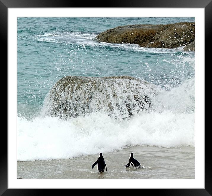 Penguins at Hermanus Cape Town Framed Mounted Print by Ralph Schroeder