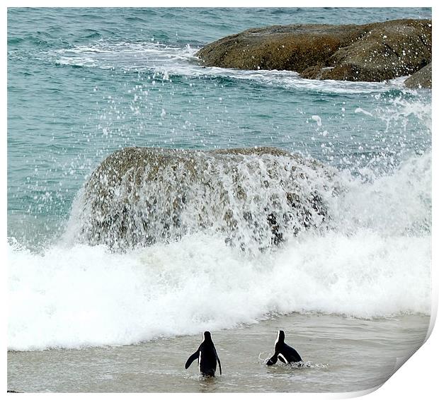 Penguins at Hermanus Cape Town Print by Ralph Schroeder