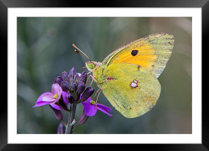 Papillon Framed Mounted Print by David Hare