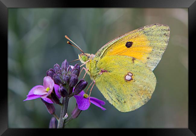 Papillon Framed Print by David Hare