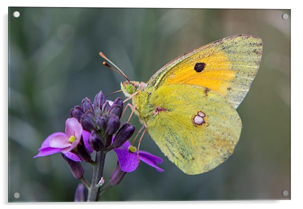 Papillon Acrylic by David Hare