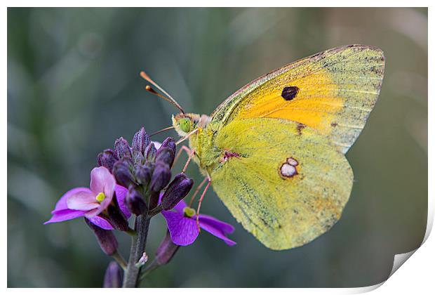Papillon Print by David Hare