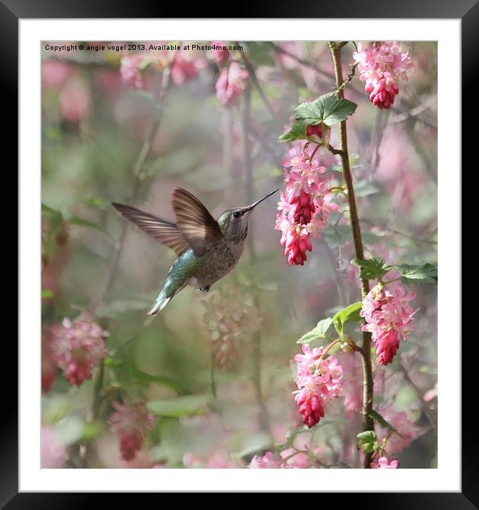 Hummingbird Heaven Framed Mounted Print by angie vogel