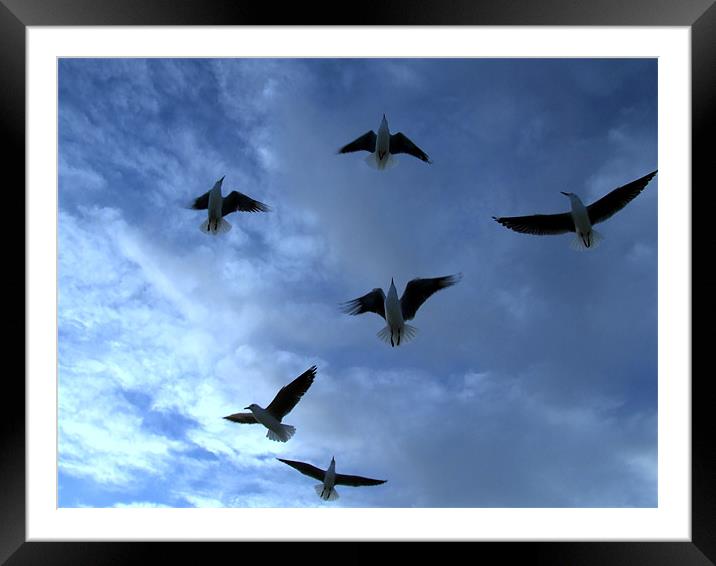 Sea Gulls in the dark blue sky Framed Mounted Print by Ralph Schroeder