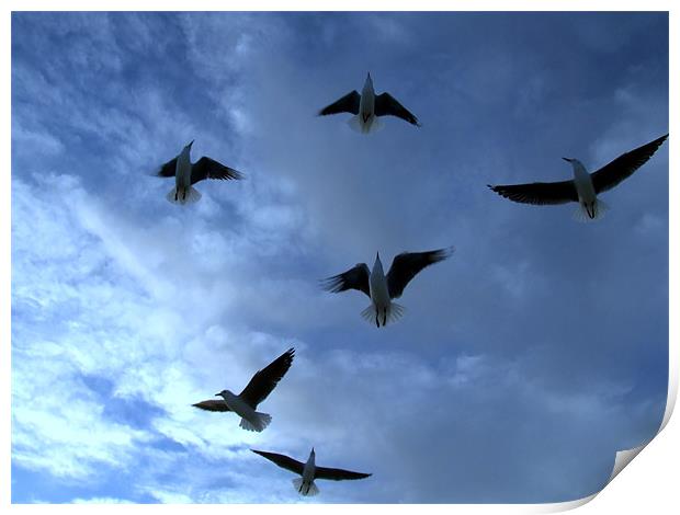 Sea Gulls in the dark blue sky Print by Ralph Schroeder