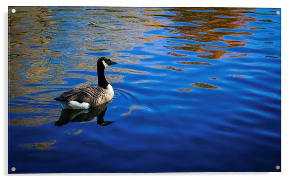 Goose on blue waters Acrylic by Michael Gibson