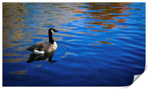 Goose on blue waters Print by Michael Gibson