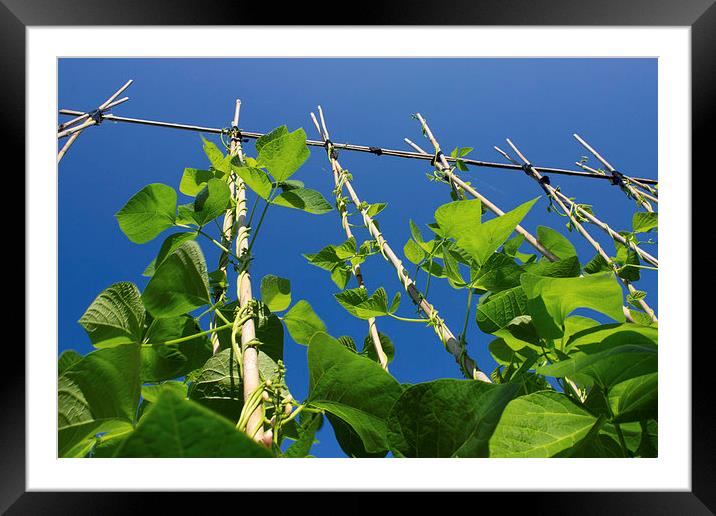 Up the beanstalk Framed Mounted Print by James Ward
