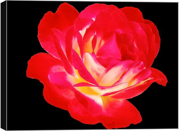 2193-beauty rose Canvas Print by elvira ladocki