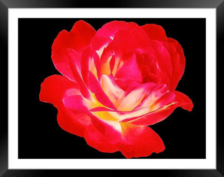 2193-beauty rose Framed Mounted Print by elvira ladocki