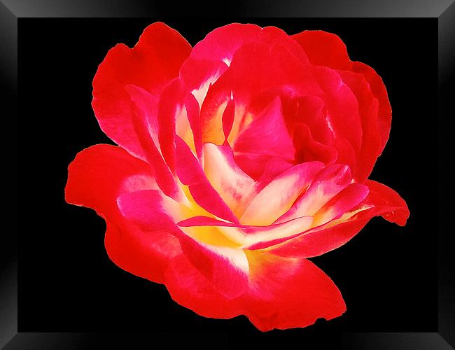 2193-beauty rose Framed Print by elvira ladocki