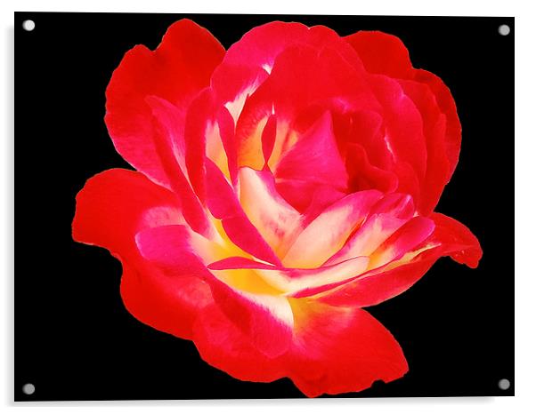 2193-beauty rose Acrylic by elvira ladocki