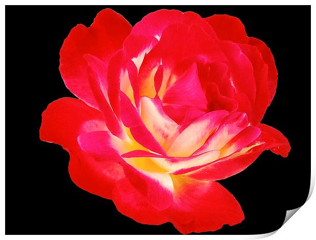 2193-beauty rose Print by elvira ladocki