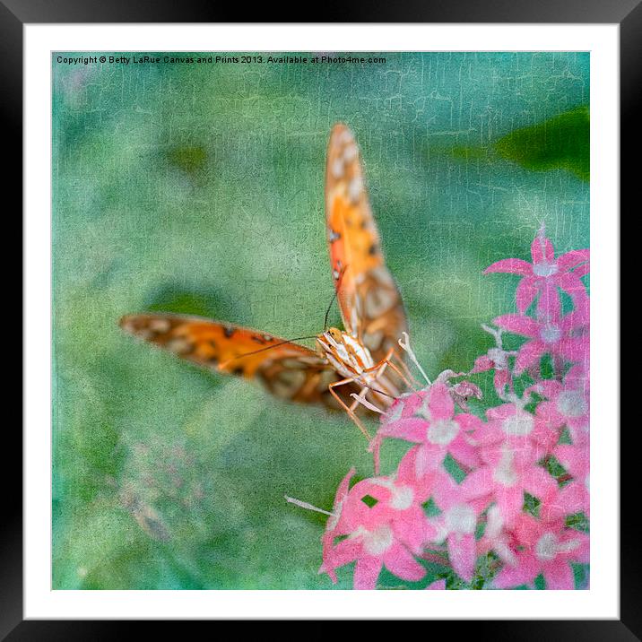 Summer Butterfly Framed Mounted Print by Betty LaRue