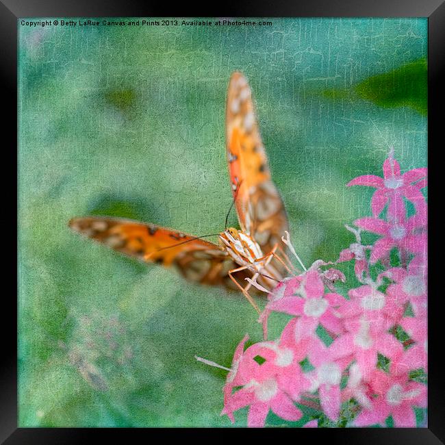 Summer Butterfly Framed Print by Betty LaRue