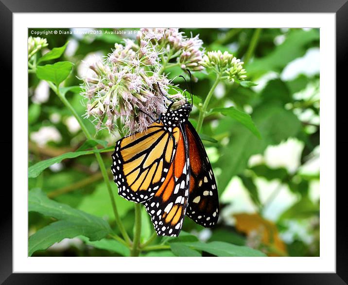 Monarch Butterfly Framed Mounted Print by Diana Mower