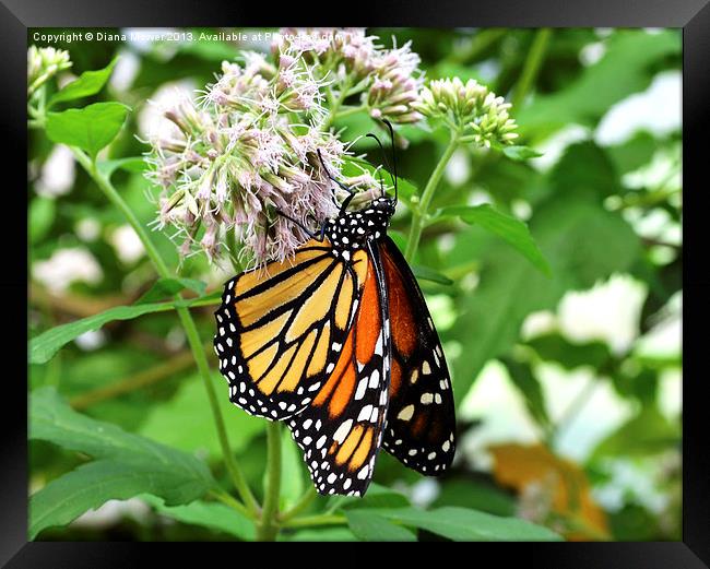 Monarch Butterfly Framed Print by Diana Mower