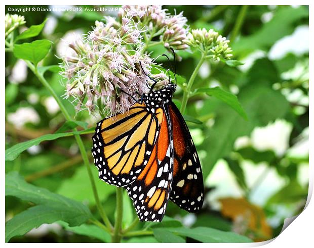 Monarch Butterfly Print by Diana Mower