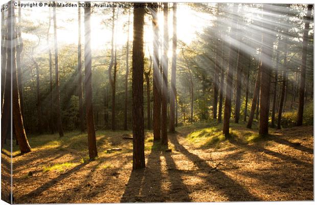 Sunbeams through the trees Canvas Print by Paul Madden