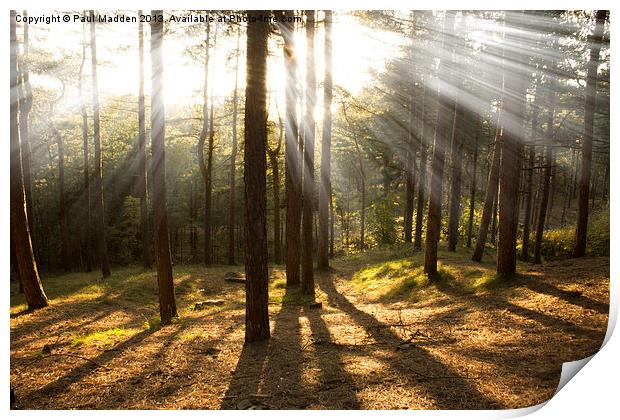 Sunbeams through the trees Print by Paul Madden