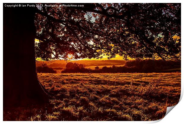 Sunset in the park Print by Ian Purdy