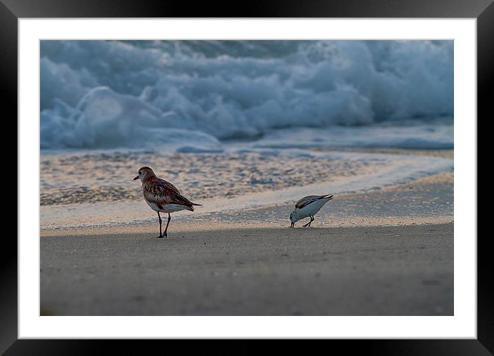 Birds On The Beach Framed Mounted Print by Anne Rodkin