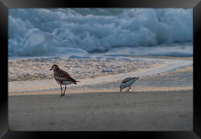 Birds On The Beach Framed Print by Anne Rodkin