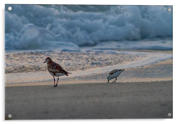 Birds On The Beach Acrylic by Anne Rodkin