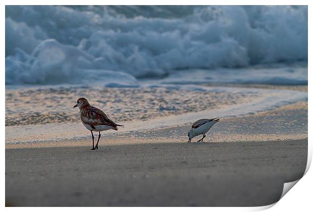Birds On The Beach Print by Anne Rodkin