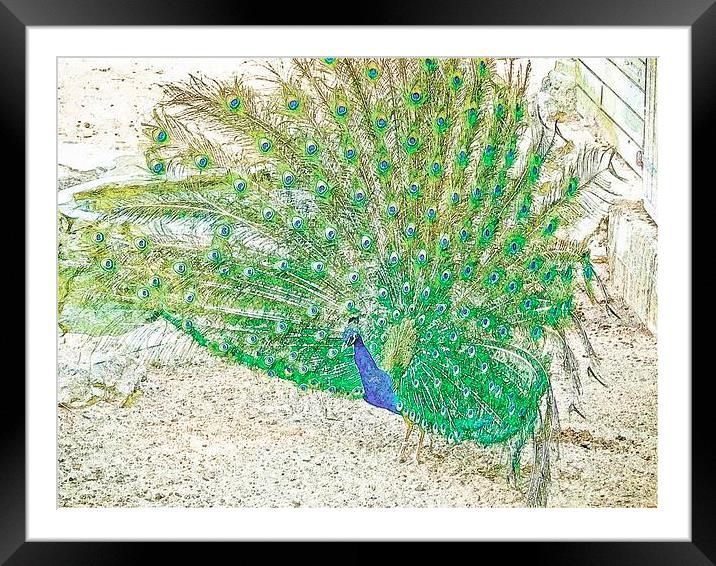Male Peacock Framed Mounted Print by Mark Llewellyn