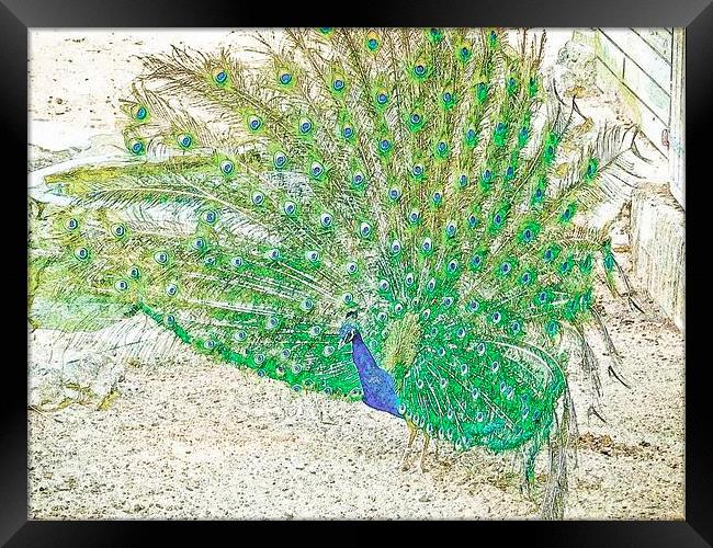 Male Peacock Framed Print by Mark Llewellyn