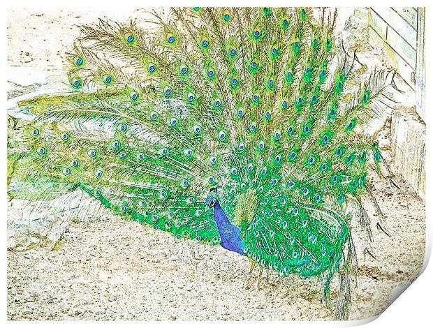 Male Peacock Print by Mark Llewellyn